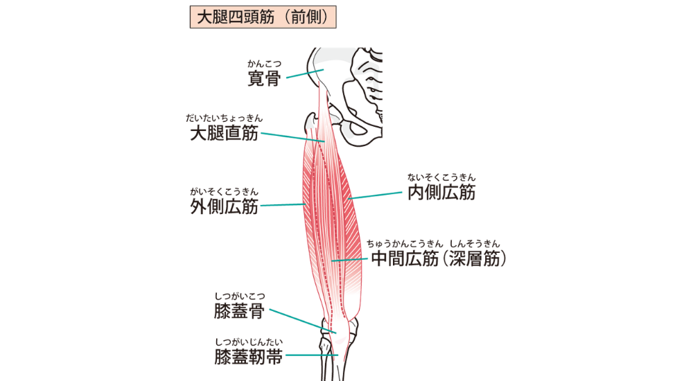 前面から見た右脚のイラストで、大腿四頭筋を構成する4つの筋肉と、それが繋がる膝蓋骨(お皿)や膝蓋靭帯が詳細に描かれた画像で、【大腿四頭筋から膝蓋靭帯(大腿前面〜膝関節周辺)】にかけての柔軟性低下が招く、膝を曲げ伸ばしした際のつっぱり感や、ジャンプや走り込みで膝の下が痛む(ジャンパー膝など)辛い症状のメカニズムを解剖学的に解説している様子。体の使い方説明やエクササイズ時に使われる(使いたい)筋肉としての説明、筋肉の機能的な解説時に積極的に使用してください。