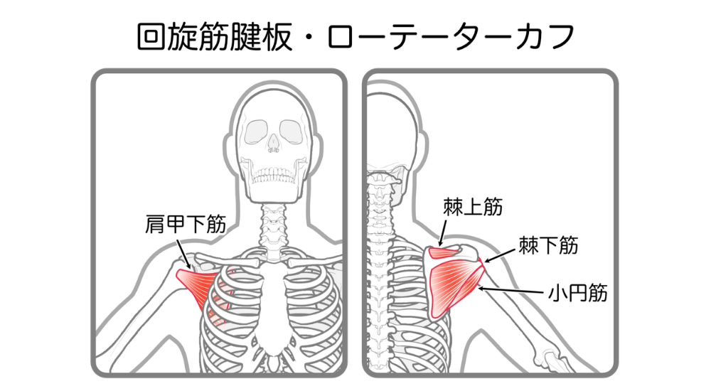 正面および背面から見た上半身の骨格イラストで、肩関節の奥深くにある4つの筋肉(肩甲下筋、棘上筋、棘下筋、小円筋)が赤く強調された画像で、【回旋筋腱板・ローテーターカフ(肩関節深層周辺)】の機能低下や損傷によって生じる、腕を挙げる際の引っかかり感や夜間痛、四十肩・五十肩などで肩を動かすのが辛い状況の原因やメカニズムを解説している様子。体の使い方説明や筋肉の解説時に積極的に使用してください。
