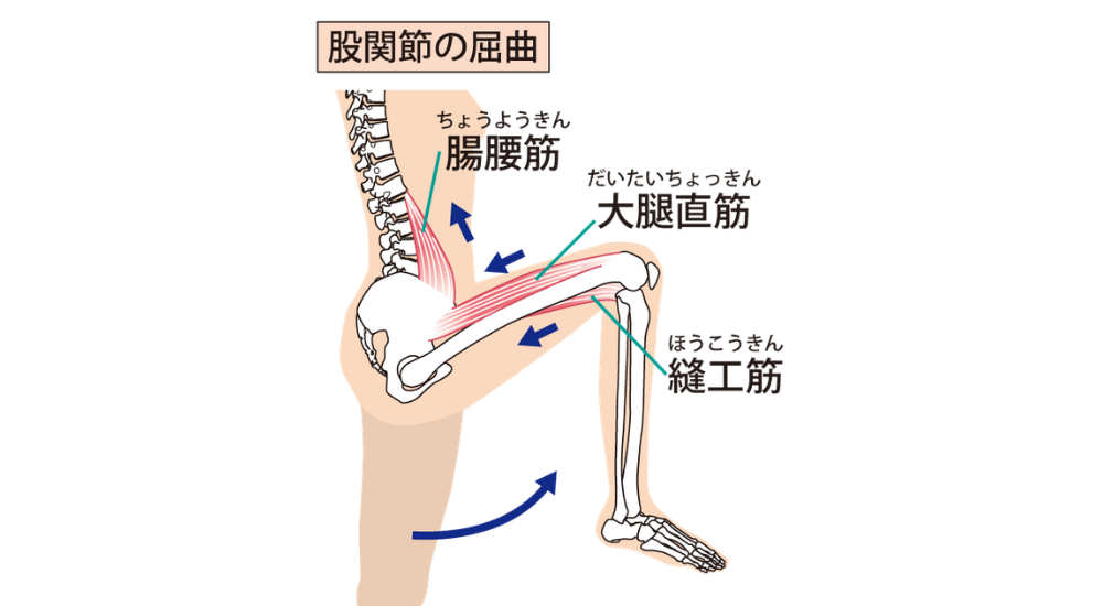 側面からのイラストで、股関節を曲げる動作に関わる腸腰筋、大腿直筋、縫工筋が赤く示され、動きの方向が矢印で描かれた画像で、【股関節の屈曲筋群（股関節前面周辺）】がデスクワーク等で縮こまることで引き起こす、股関節の詰まり感や反り腰、それに伴う起き上がり時の慢性的な腰痛のメカニズムを解説している様子。体の使い方説明や筋肉の解説時に積極的に使用してください。